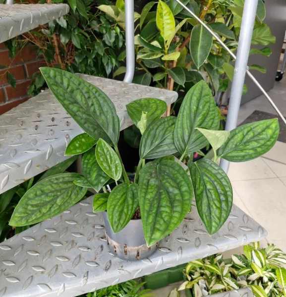 Monstera karstenianum w hydroponice MK13/12 - pnącze