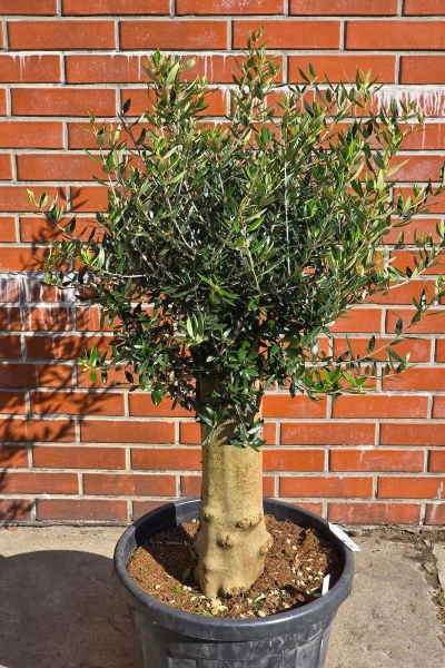 Oliwka europejska Olea europaea 150 cm
