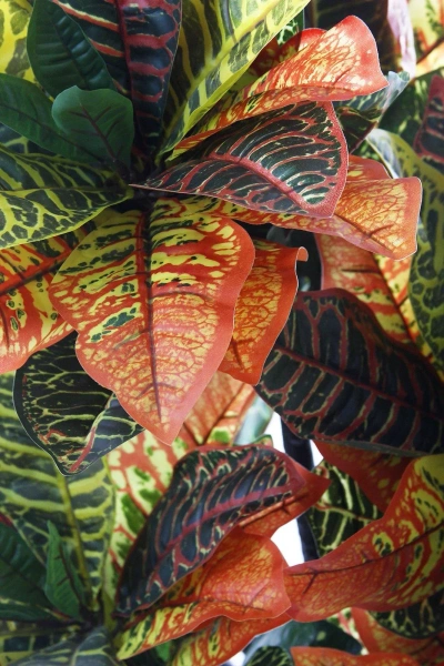 Sztuczny Kroton Codiaeum L 150 cm