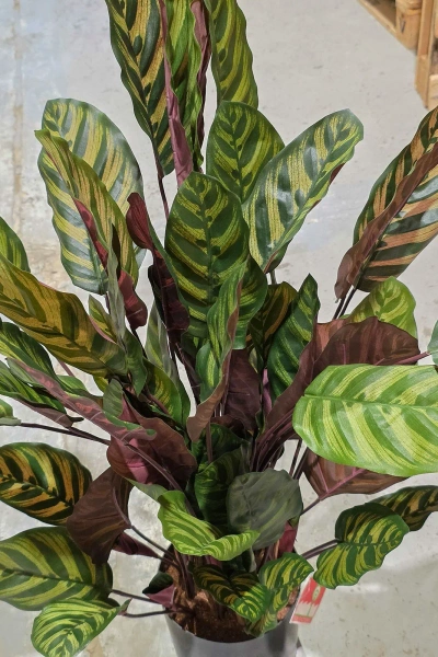 Sztuczna Kalatea gęsta czerwona 80 cm 65 liści