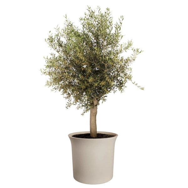 June Tulip 39/36 beżowa osłonka do salonu balanced beige