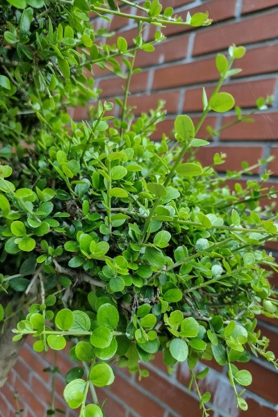 Drzewko oliwne sylvestris bonsai 190 cm