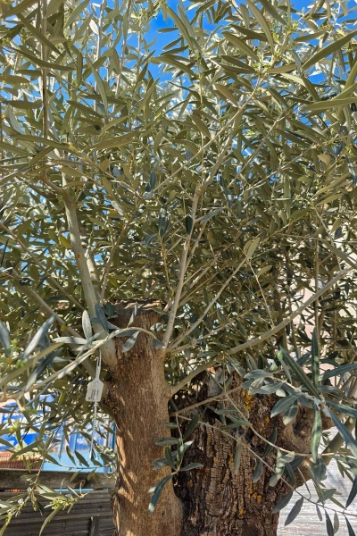 Drzewko oliwne bonsai Oliwka europejska 280 cm