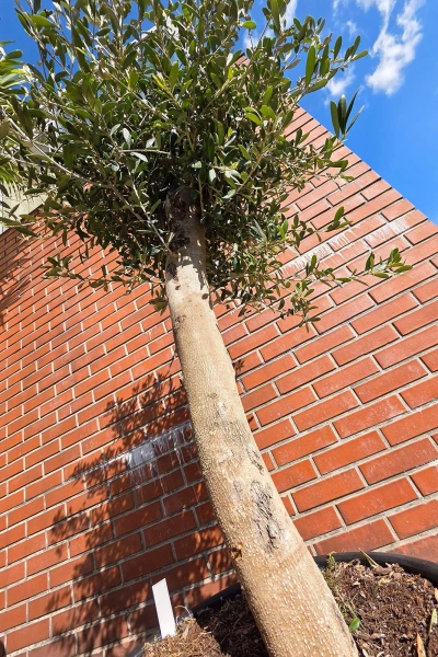 Oliwka europejska Olea europaea 165 cm