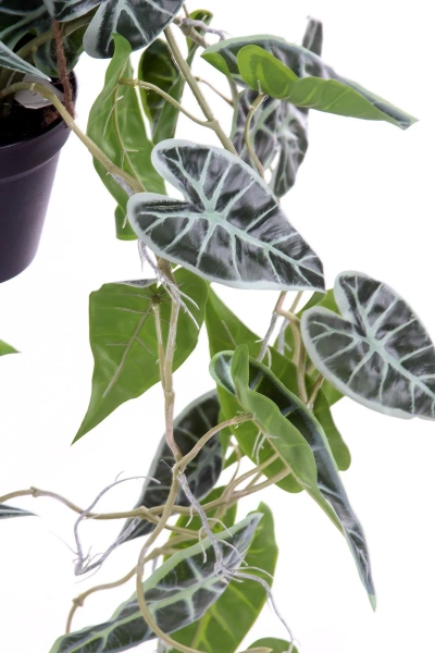 Sztuczna Alokazja wisząca 80 cm w doniczce