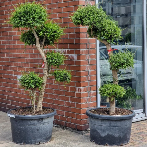 Drzewko oliwne sylvestris bonsai 190 cm