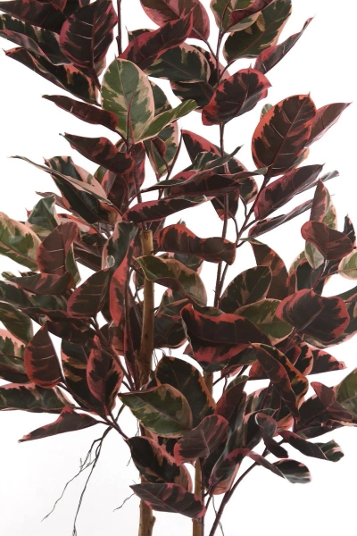 Sztuczny Fikus Elastica red ruby 200 cm, 124 liście