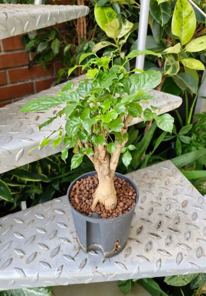 Radermachera w hydroponice 40 cm MK13/12