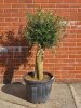 Oliwka europejska Olea europaea 150 cm