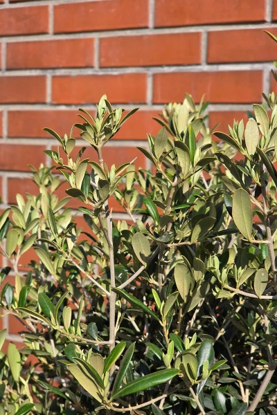 Oryginalne drzewko oliwne na grubym pniu 165 cm