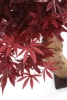 Sztuczny Klon Bonsai 60 cm burgundy