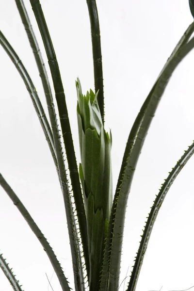 Sztuczna Palma Licuala 140 cm