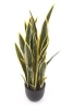 Sztuczna Sanseveria laurentii 90 cm zielono-żółta