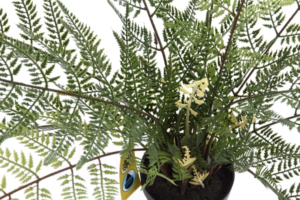Sztuczna Paproć w doniczce 65 cm 11 liści Weatherproof UV