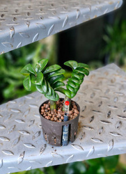 Zamioculcas Zenzi 15 cm MK9/7 w hydroponice