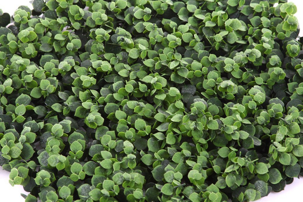 Sztuczny ogród wertykalny Eukaliptus 50x50 UV wodoodporny