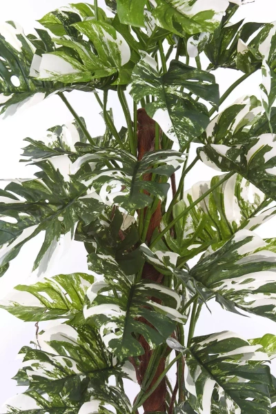 Sztuczny Filodendron na pniu 160 cm biało-zielony