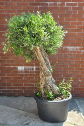 Olea europaea drzewko oliwne 180 cm