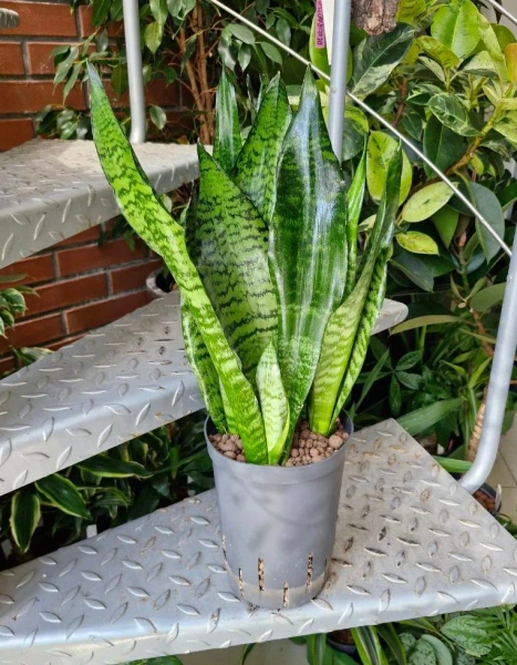 Sansevieria zeylanica w hydroponice 50 cm MK15/19