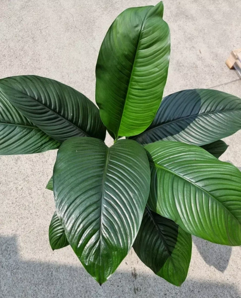 Spathiphyllum sensation 75 cm MK22/19