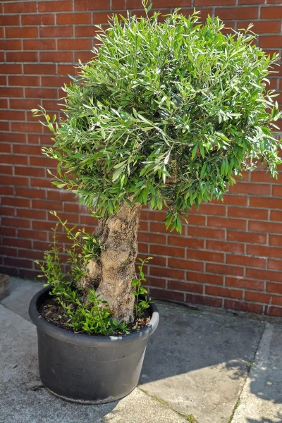 Olea europaea drzewko oliwne 180 cm