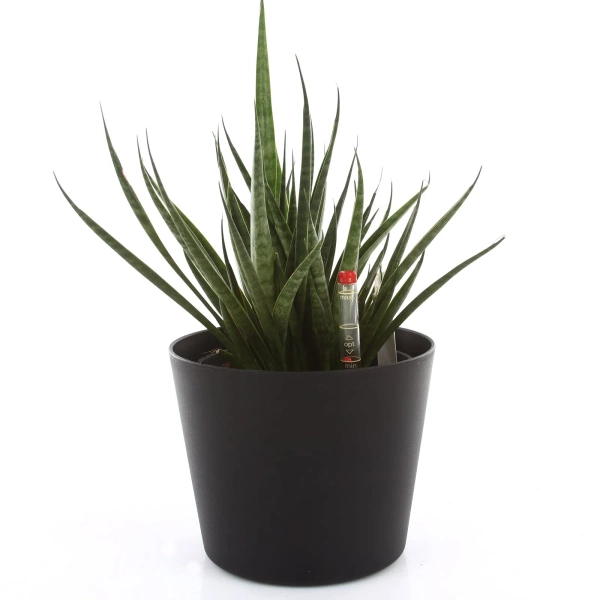 Zestaw do hydroponiki 18/19 w czarnej osłonce Flori 24/22