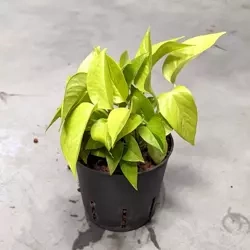 Scindapsus epipremnum golden pothos 28 cm MK13/12