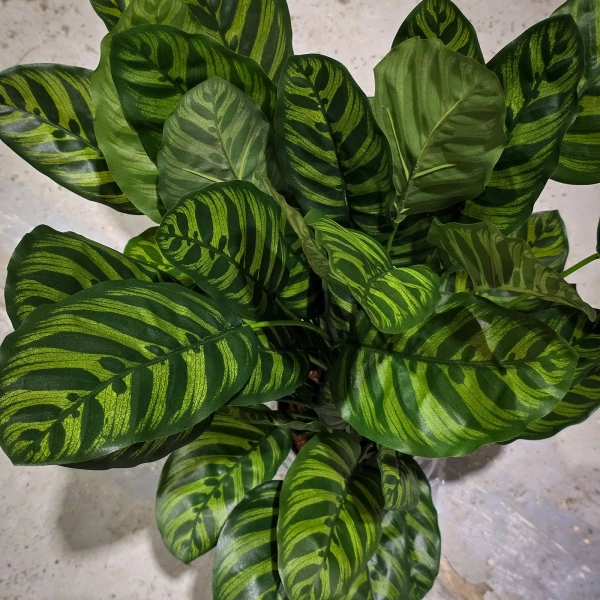 Sztuczna Kalatea zielona 80 cm