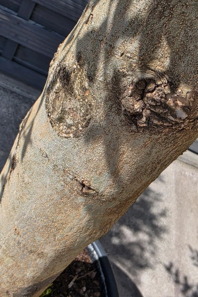 Oliwka europejska Olea europaea 160 cm gruby pień