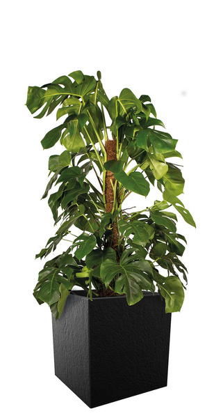 Vivo Structure 40x40/41 donica kwadratowa szara niska popielata warm grey