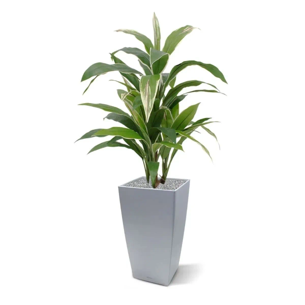 Sztuczna Dracena variegata 80 cm