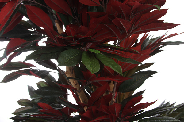 Sztuczny Fikus Capensia czerwonolistny 180 cm