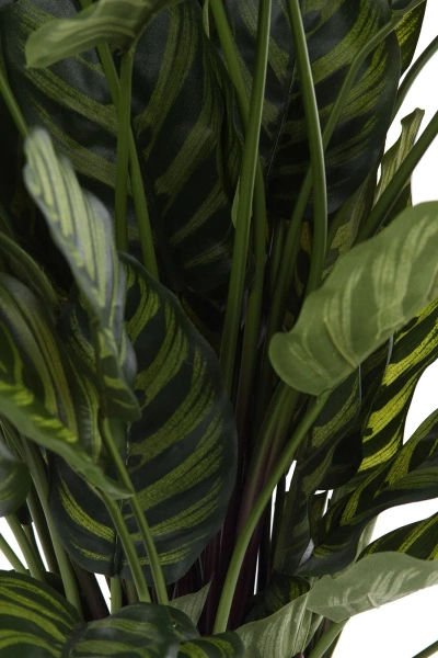 Sztuczna Kalatea zielona 80 cm