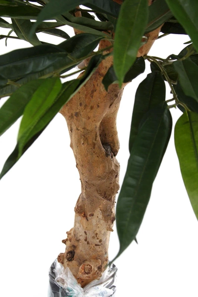 Sztuczny Fikus Longifolia 90 cm na drewnianym pniu deluxe