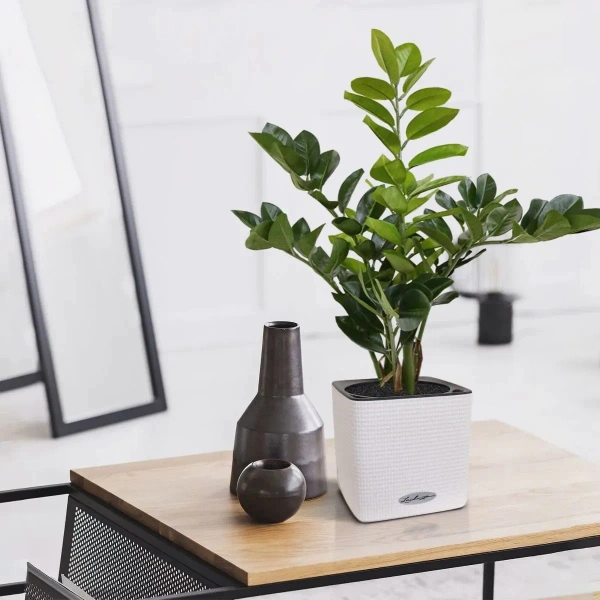 Sztuczny Zamiokulkas niski 55 cm