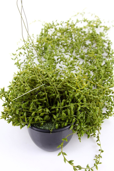 Sztuczne Senecio Starzec pnącze wiszący 70 cm w doniczce