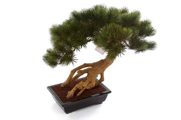 Sztuczny Bonsai Pinia Sosna Parviflora 55 cm w czarnej ceramicznej doniczce