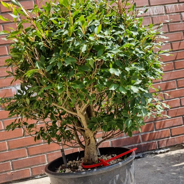 Enkiant dzwonkowaty Enkianthus perulatus 60 cm