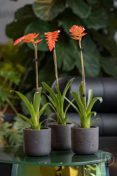 Charlie XXS 10,6/9,9 okrągła doniczka kamienna złota metalik