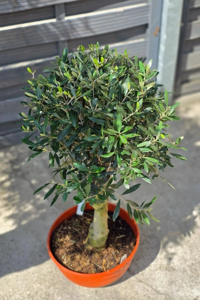 Drzewko oliwne 90 cm gruby pień