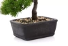 Sztuczny Bonsai Modrzew 23x25 cm w doniczce