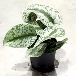 Scindapsus pictus trebie MK13/12 pnącze w hydroponice