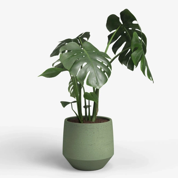 Venus 19/17 zielona osłonka ceramiczna