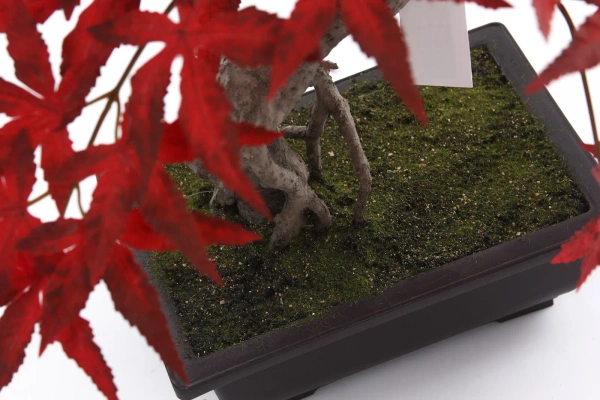 Sztuczny Bonsai Klon japoński 50 cm burgundy w doniczce
