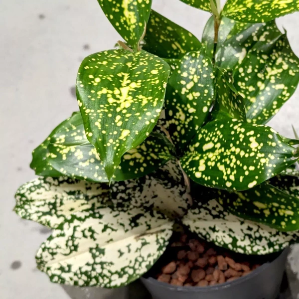 Dracena godseffiana 30 cm MK13/12 w hydroponice