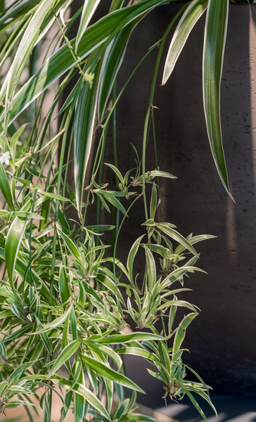 Mini Orb M 25/21 czarna doniczka kulista