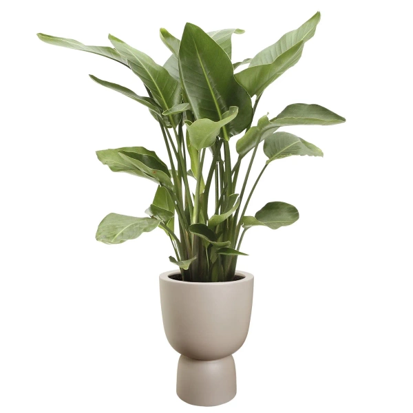 Amber Coupe Round 41/58 nowoczesna donica beżowa piedestał