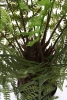 Sztuczna paproć drzewiasta Dicksonia 115 cm 21 liści