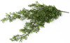 Sztuczny bukszpan wiszący pnącze 75 cm
