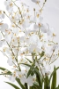 Sztuczne oncydium Motylnik 98 cm białe w doniczce